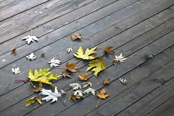 Liści na drewnianej podłodze — Zdjęcie stockowe