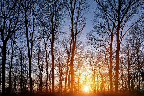 Sonnenuntergang im Wald. — Stockfoto
