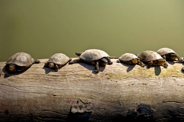 Turtles on a log clipart