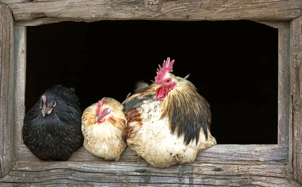 Gallo e galline assonnate Fotografia Stock