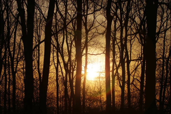 Pôr do sol floresta — Fotografia de Stock
