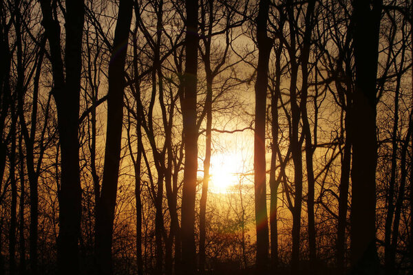 Sunset in the forest at winter time.Silhouettes of trees and branches.