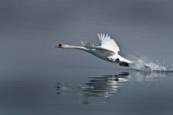 The swan's takeoff — Stock Photo, Image