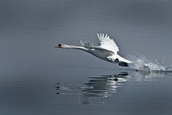 El despegue del cisne Imagen de stock