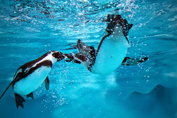 Podvodní Hry Tučňáků Sladké Modré Vodě Stock Obrázky