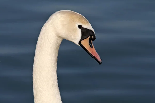 青い水を背景に白い白鳥の頭 — ストック写真