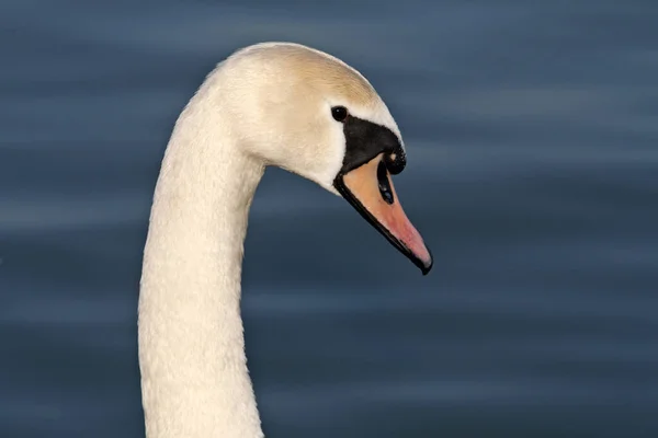 Der Kopf Eines Weißen Schwans Auf Blauem Wasser Stockbild