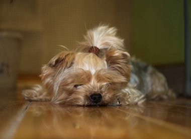 Yorkshire Teriyeri yerde yatıyor.