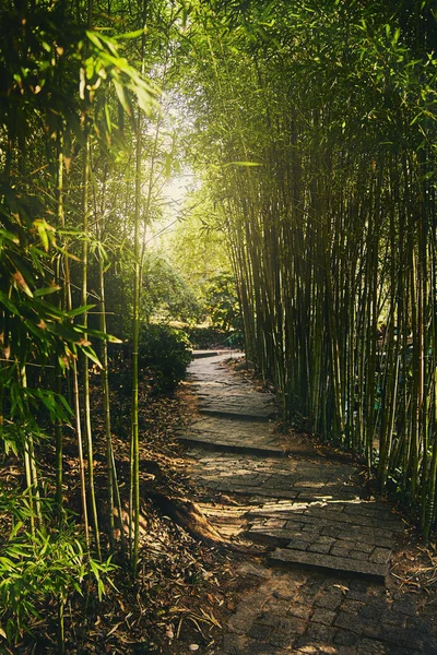En tunnel av grön bambu grenar med mjukt ljus i slutet. Passage i parken med steg från stenplattor. Solens strålar gör sin väg genom de bambu grenarna. Royaltyfria Stockfoton