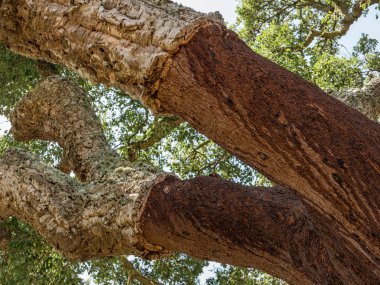 Cork için kullanılan ağaç
