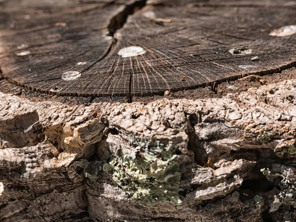 Tree used for cork — Stock Photo, Image