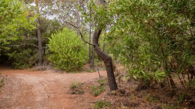 Ağaçları çok dışında bir tünel üzerinden yol