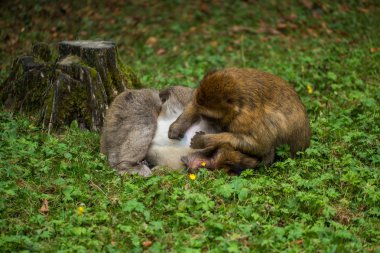 Maymun orman - damat