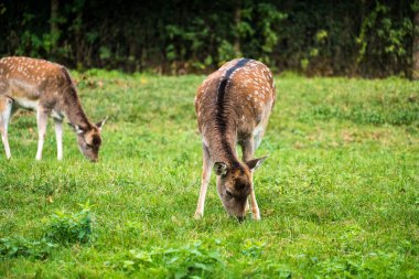 Maymun orman - Ak kuyruklu geyik