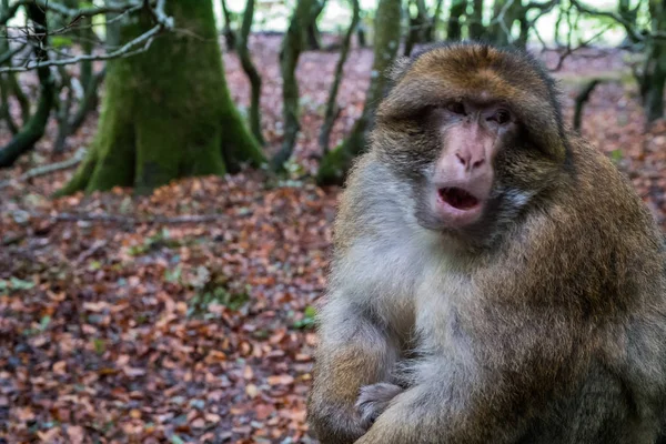 Мавпський ліс - гарпунна мавпа сидить Ліцензійні Стокові Зображення