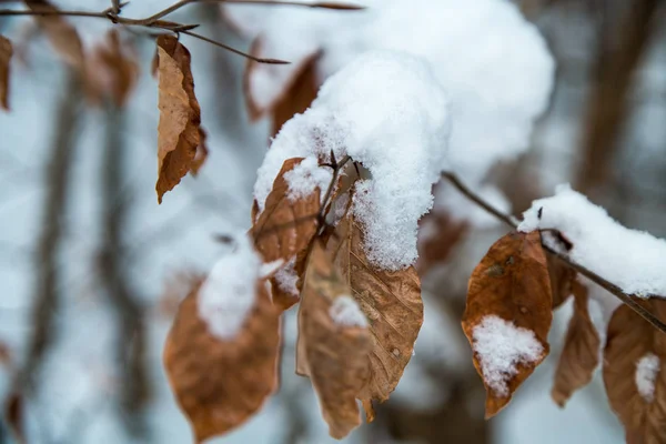 Liści w zimie pokryte śniegiem — Zdjęcie stockowe
