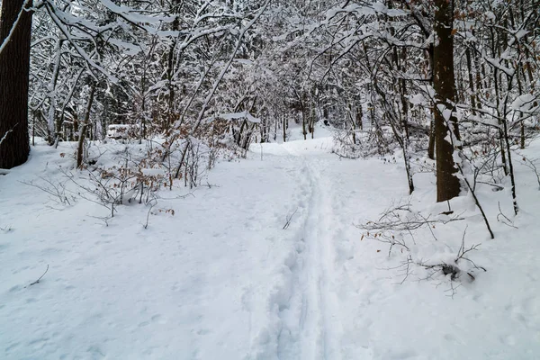 Сніг накривав Форрест — стокове фото