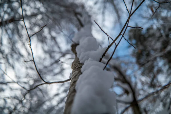 雪に覆われた木 — ストック写真