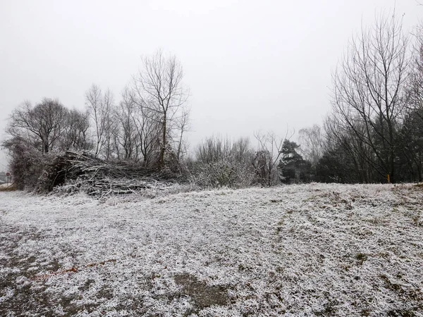 Bush en weide bedekt met vorst — Stockfoto