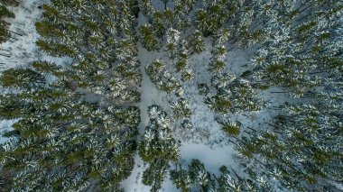 İsviçre kış - orman yukarıdan