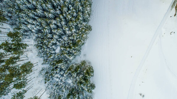 Swiss Winter - Forest from above