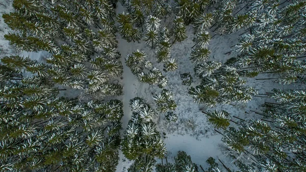Swiss Winter - Forest from above