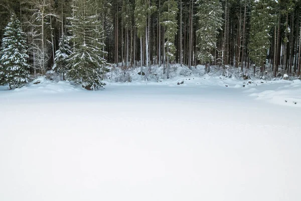 Швейцарський взимку - ліс вкрите снігом — стокове фото