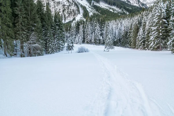 Invierno suizo - Bosque cubierto de nieve — Foto de Stock