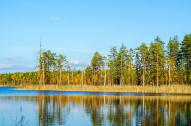 Little Lake 'de sonbahar akşamı. Güneş ışınları çam ağaçlarına düşer. Rusya Arkhangelsk Bölgesi