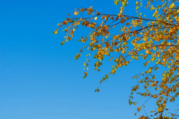 Bříza Větve Žlutooranžovými Listy Pozadí Modré Oblohy Podzim — Stock fotografie