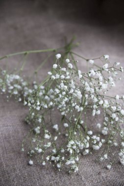 çuval bezi bebek kokan çiçekler