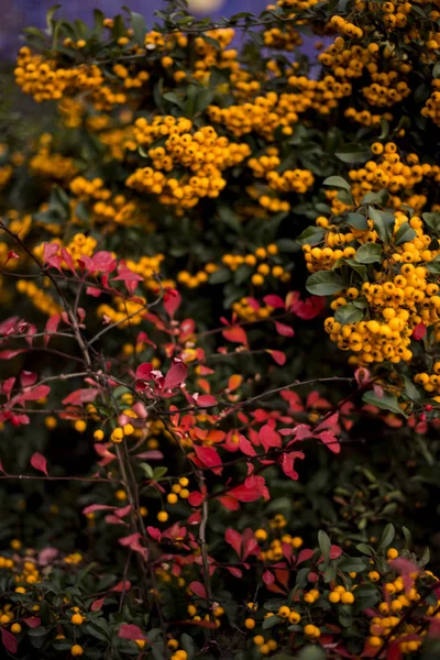 Encantador de laranja, Pyracantha — Fotografia de Stock