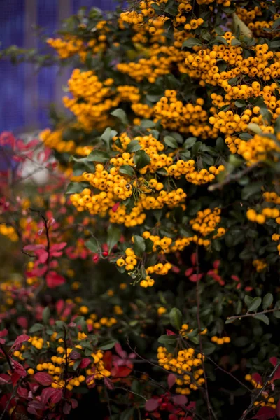 Charmer pomarańczowy, Pyracantha — Zdjęcie stockowe