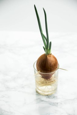 su kökleri ile lahanası taze soğan saydam bir cam