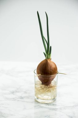 su kökleri ile lahanası taze soğan saydam bir cam