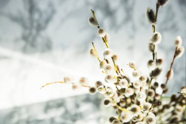  willow twigs mermer masanın üzerine saydam bir vazoda bir demet