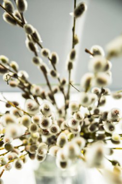  willow twigs mermer masanın üzerine saydam bir vazoda bir demet