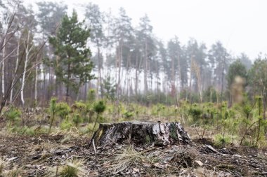 Ormansızlaşma kavramı. Kenevir çam