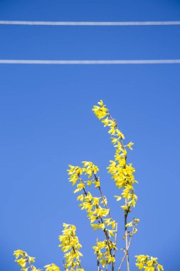 Gorse'nın çiçeği. Baharda sarı çiçekler