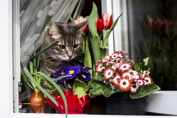 春天的花朵，在花盆里种上窗台上，用黄色的眼睛只灰色的猫 — 图库照片