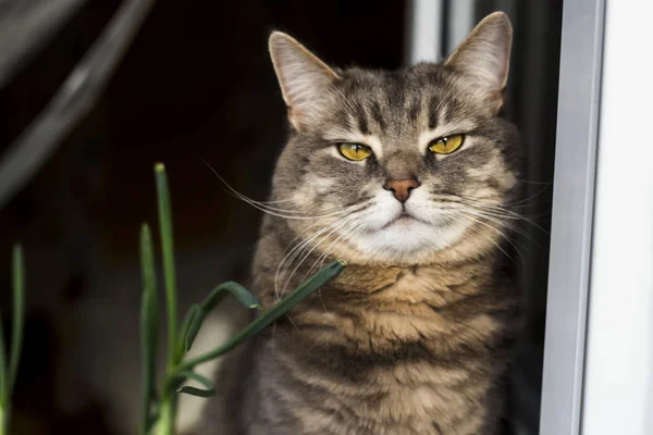 Bahar çiçekleri tencere pencere ve sarı gözlü Gri kedi 