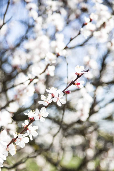 Apricot floresce árvore. Primavera e novos frutos. Flora na natureza — Fotografia de Stock