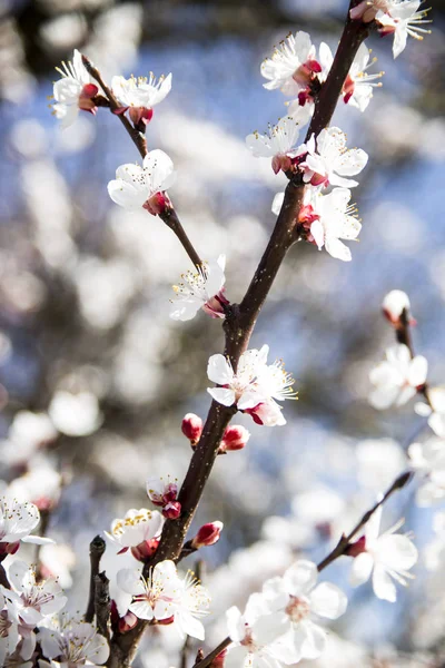 Apricot floresce árvore. Primavera e novos frutos. Flora na natureza — Fotografia de Stock