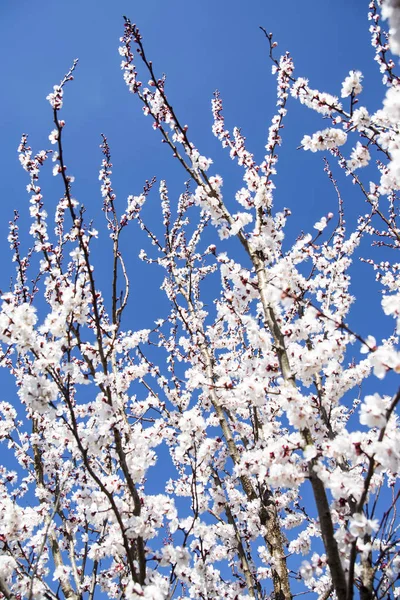 Apricot floresce árvore. Primavera e novos frutos. Flora na natureza — Fotografia de Stock