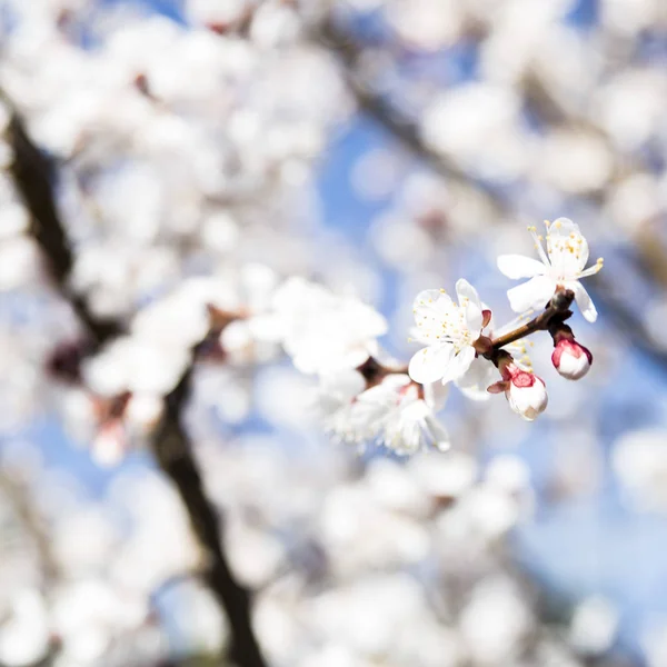 Aprikos blommor träd. Våren och nya frukter. Flora i naturen — Stockfoto