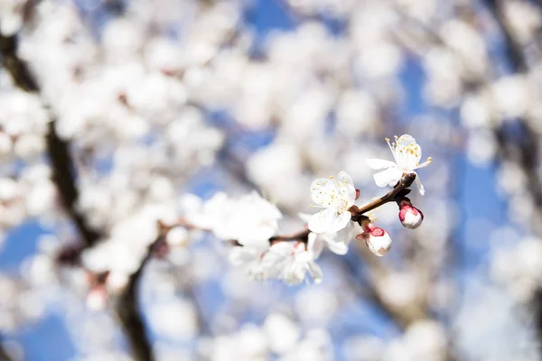 Apricot floresce árvore. Primavera e novos frutos. Flora na natureza — Fotografia de Stock