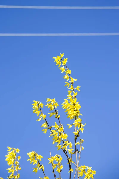 A flor do Gorse. Flores amarelas na primavera — Fotografia de Stock
