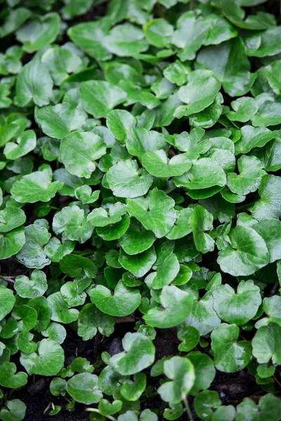 Texture d'herbe verte avec de grandes feuilles juteuses . — Photo
