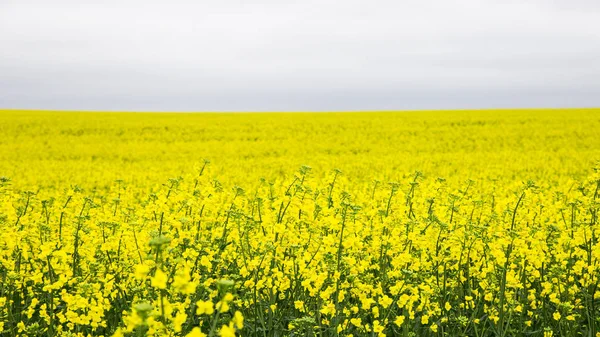 Hintergrund oder Hintergrund der ukrainischen Agrarlandschaft — Stockfoto