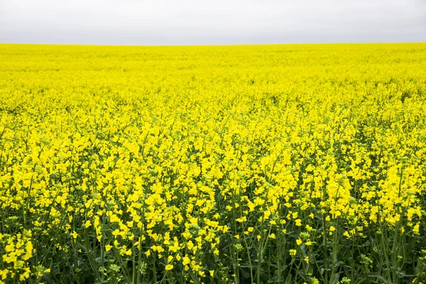 Fundo ou papel de parede da paisagem agrícola ucraniana — Fotografia de Stock